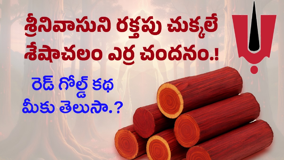 శ్రీనివాసుని రక్తపు చుక్కలే శేషాచలం ఎర్రచందనం — రెడ్ గోల్డ్‌ వెనుక దైవ కథ!