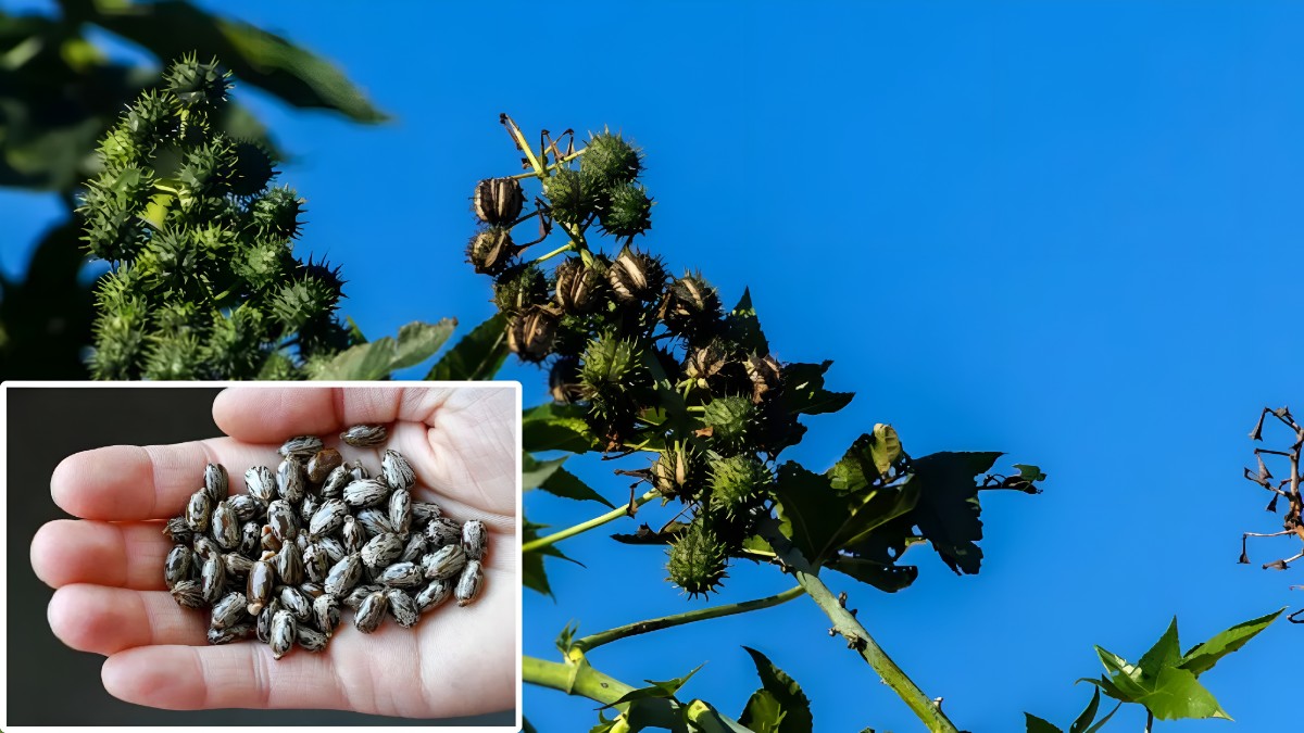 రైసిన్: ఆముదం నుంచి సంబంధించిన విష పదార్థం — అది ఎంత ప్రమాదకరం?